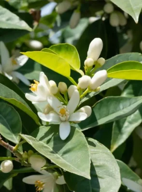 43f6ae28ad7b71c887903ebc060bda9af859797b